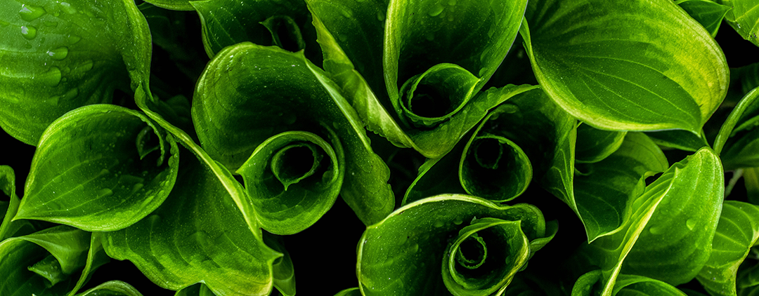 Environment 2